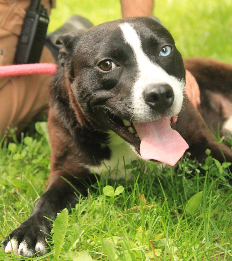 Enlarge Lucas, a Adoptable mixed breed in Utica, MI image 2/5