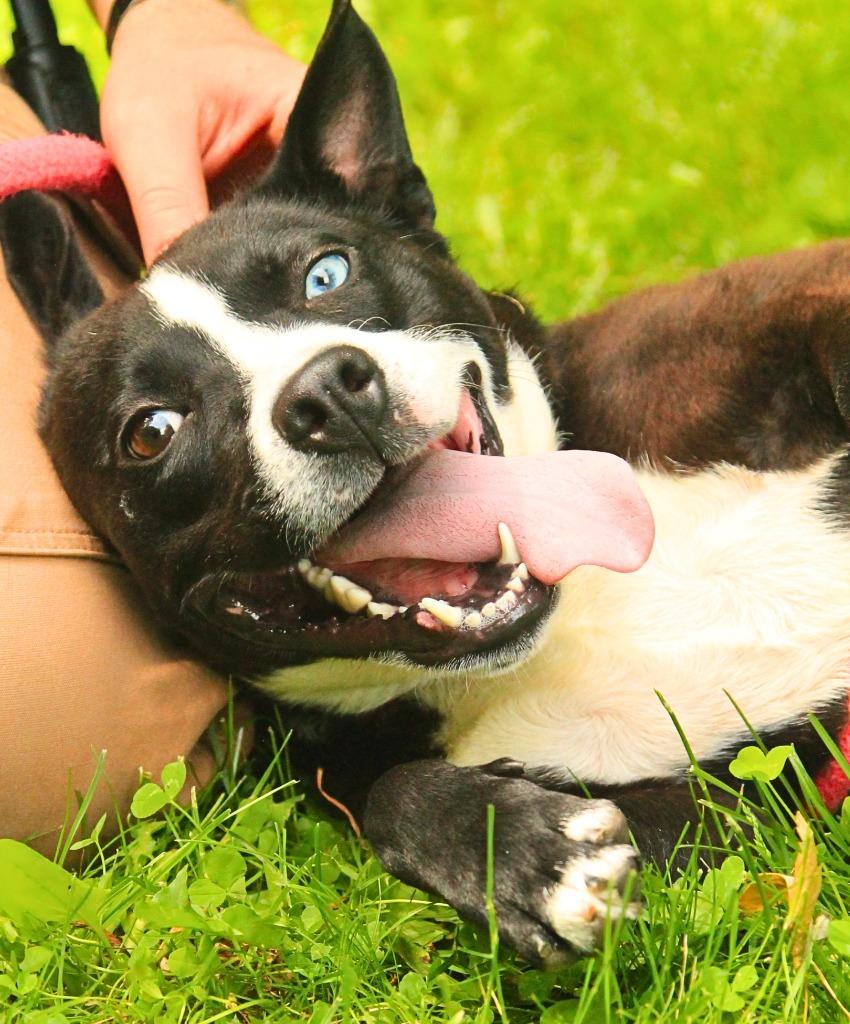 Enlarge Lucas, a Adoptable mixed breed in Utica, MI image 3/5