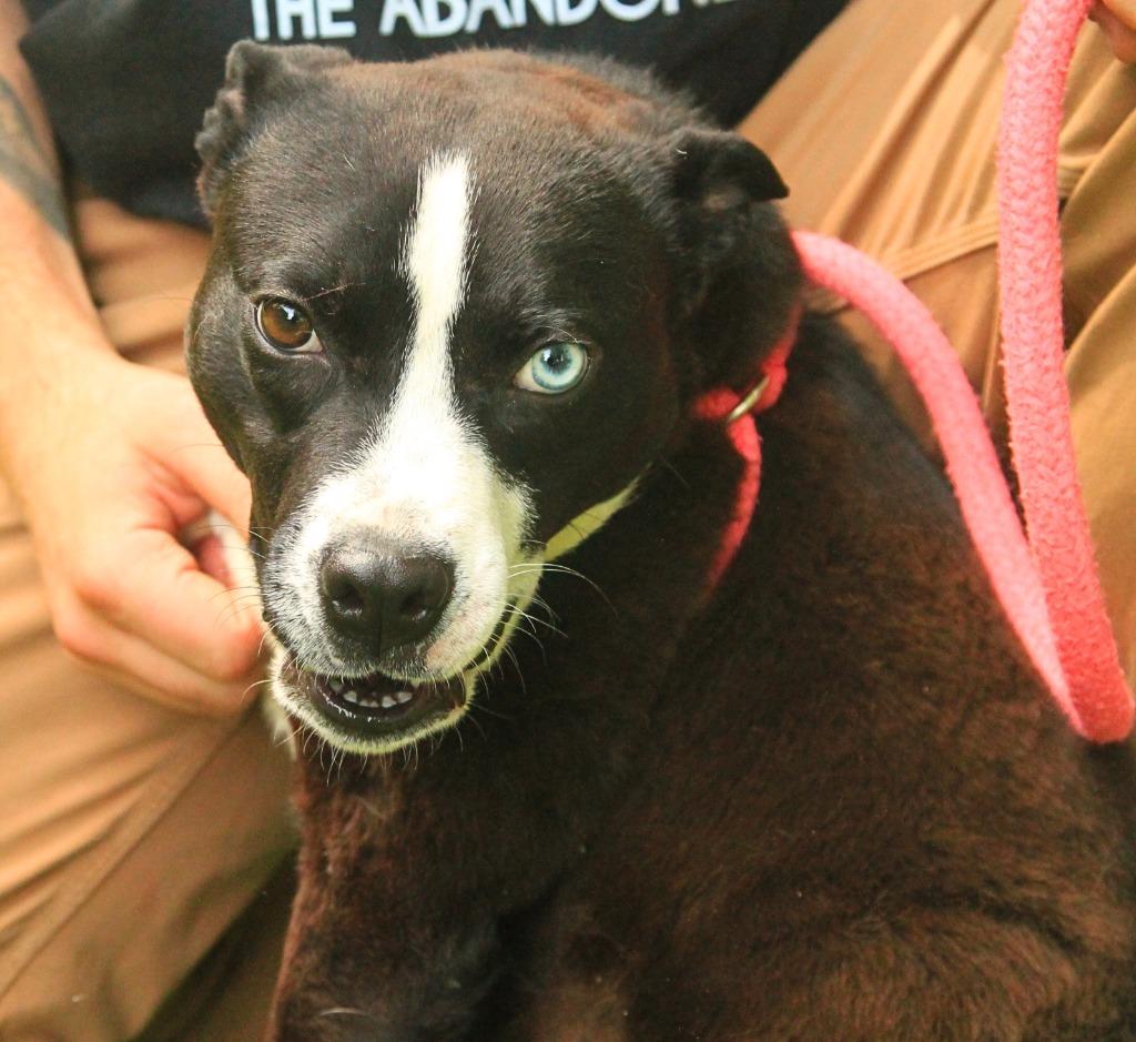 Enlarge Lucas, a Adoptable mixed breed in Utica, MI image 4/5
