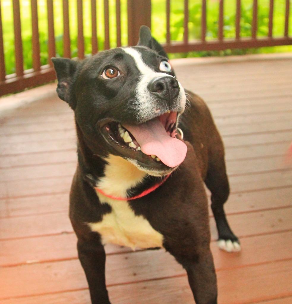 Enlarge Lucas, a Adoptable mixed breed in Utica, MI image 5/5