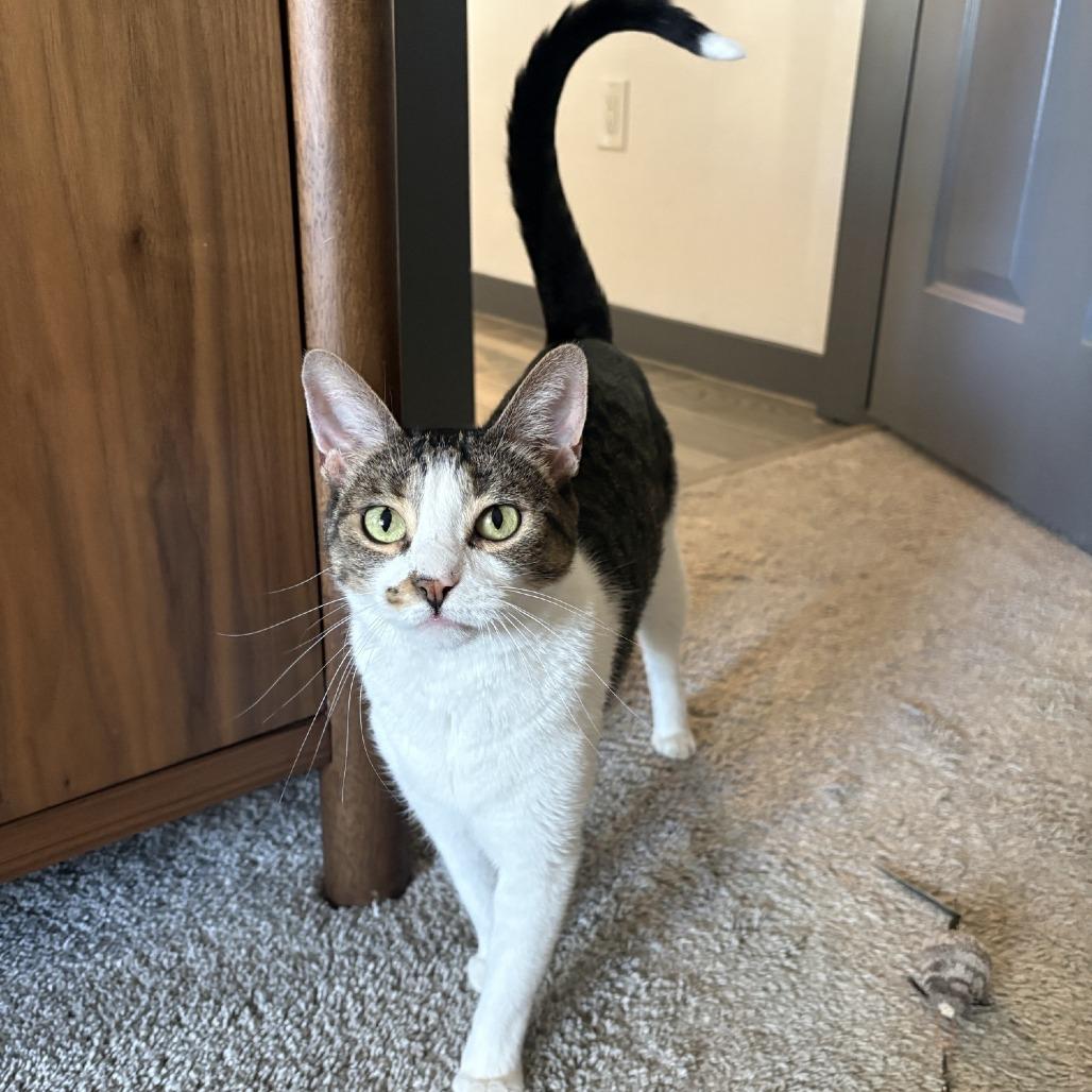 Enlarge Branna, a Adoptable Domestic Short Hair in Tempe, AZ image 1/6