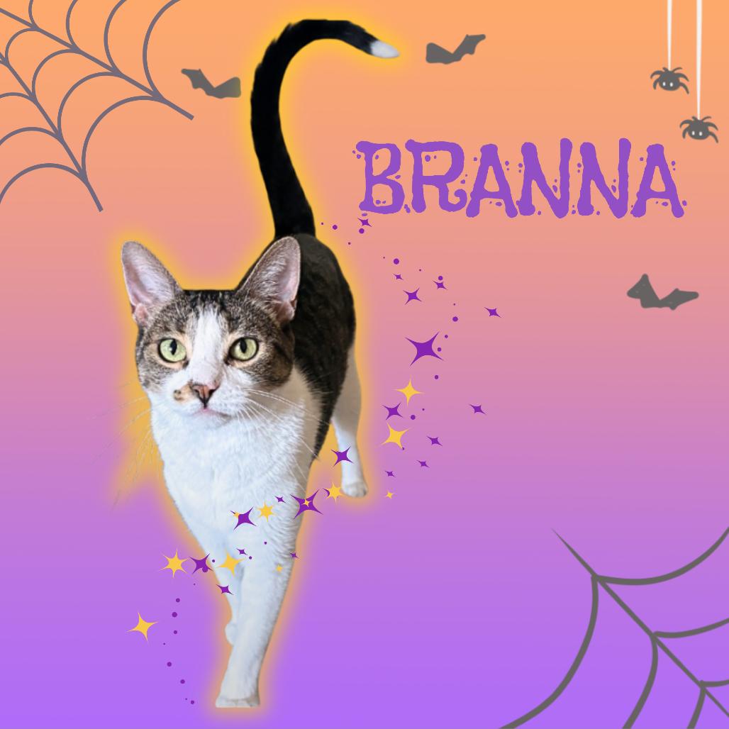 Branna, Adoptable, Adult Female Domestic Short Hair.
