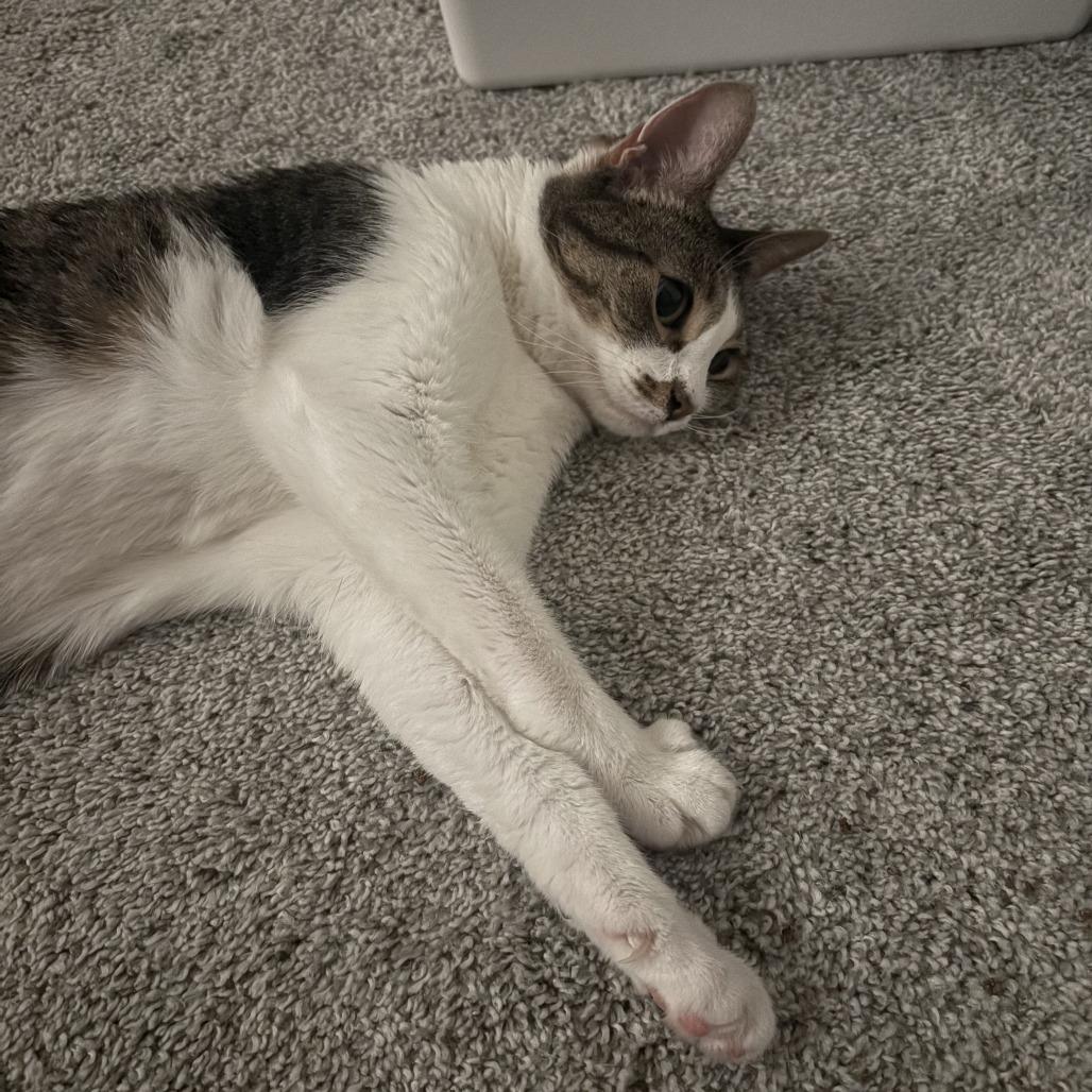 Branna, Adoptable, Adult Female Domestic Short Hair.