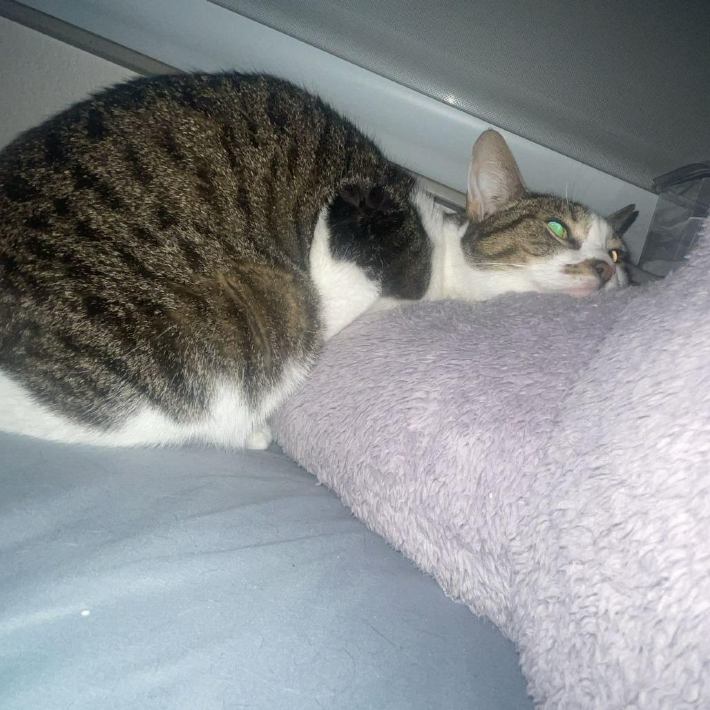 Enlarge Branna, a Adoptable Domestic Short Hair in Tempe, AZ image 2/6