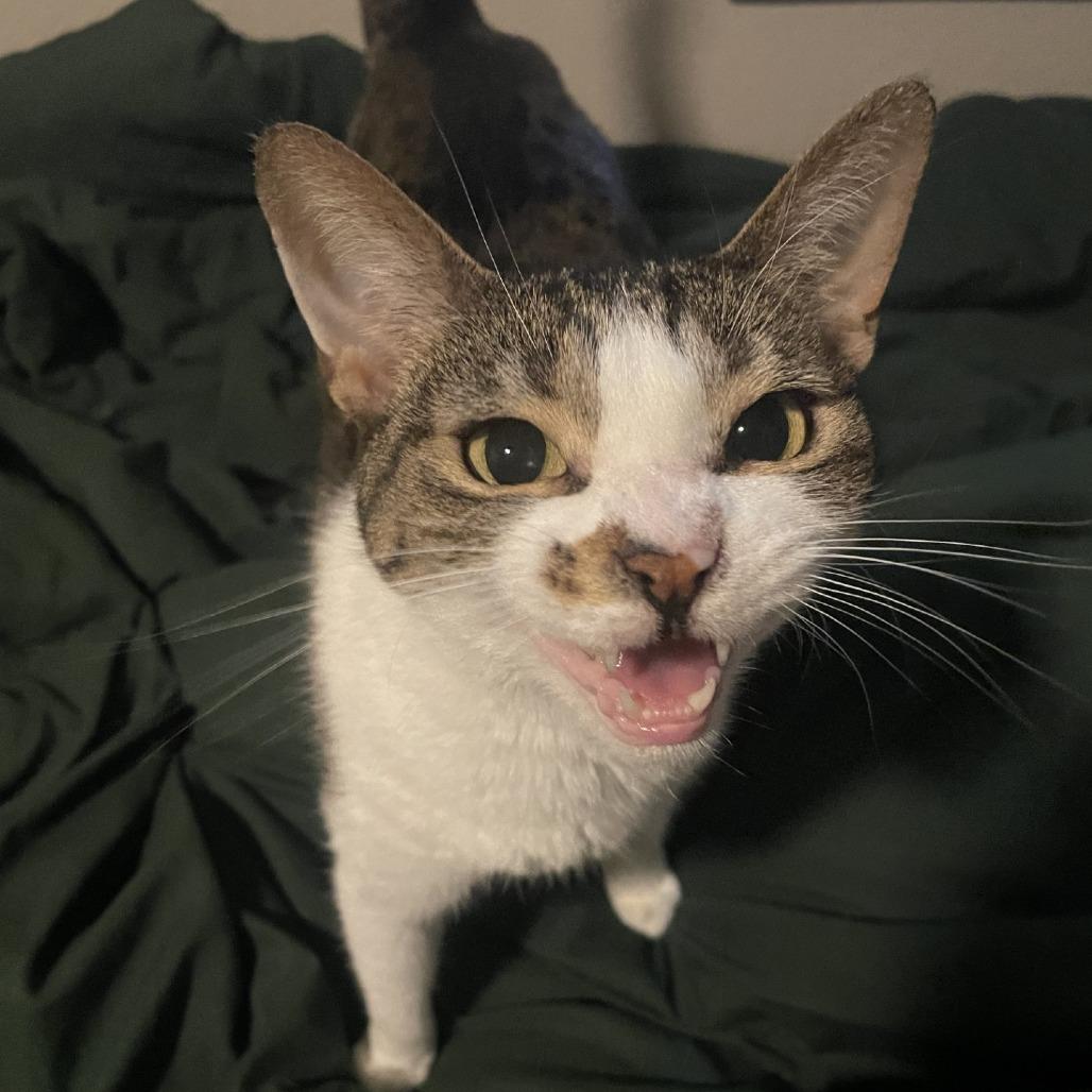 Enlarge Branna, a Adoptable Domestic Short Hair in Tempe, AZ image 3/6
