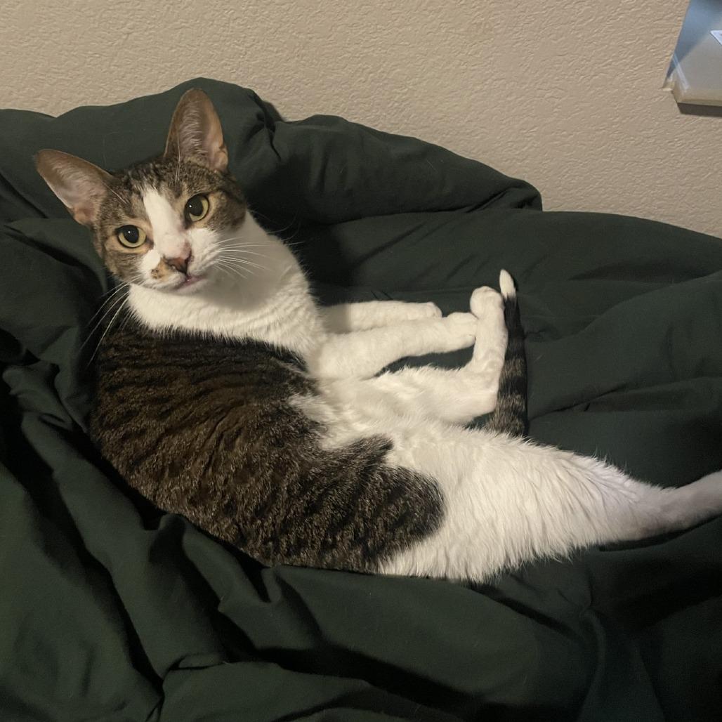 Enlarge Branna, a Adoptable Domestic Short Hair in Tempe, AZ image 5/6