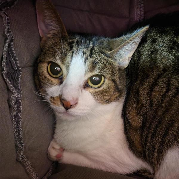 Enlarge Branna, a Adoptable Domestic Short Hair in Tempe, AZ image 6/6