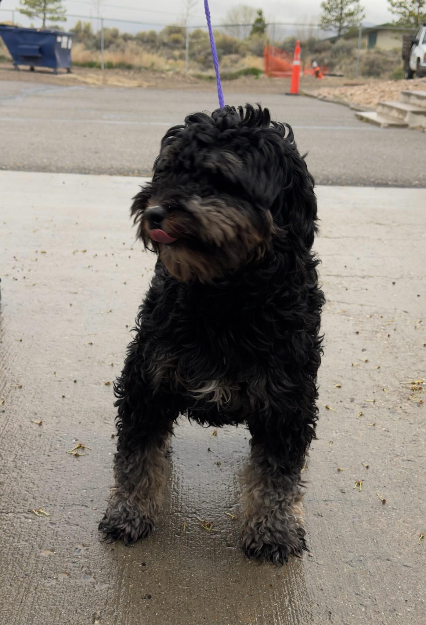 Enlarge 60783256, an adopted Terrier in Elko, NV image 1/1