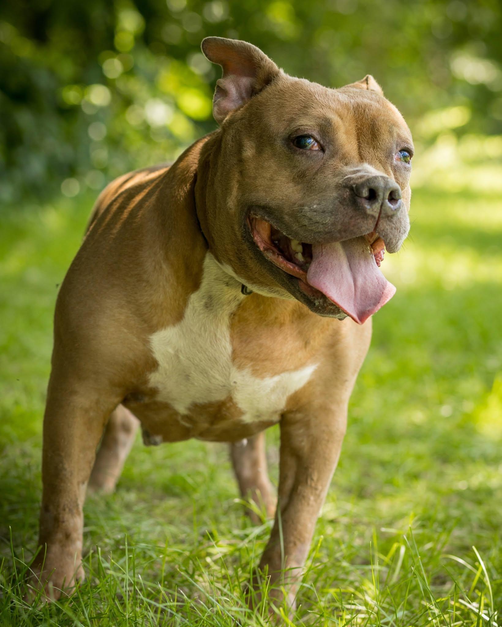 SUNNY (0057), ADOPTABLE, Adult Female American Bully.