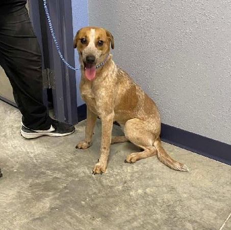 Marcie, ADOPTABLE, Young Female Australian Cattle Dog / Blue Heeler.