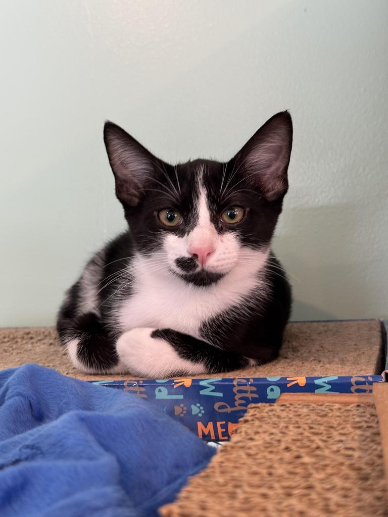 Bruno, a Adoptable mixed breed in Athens, OH image 5/6