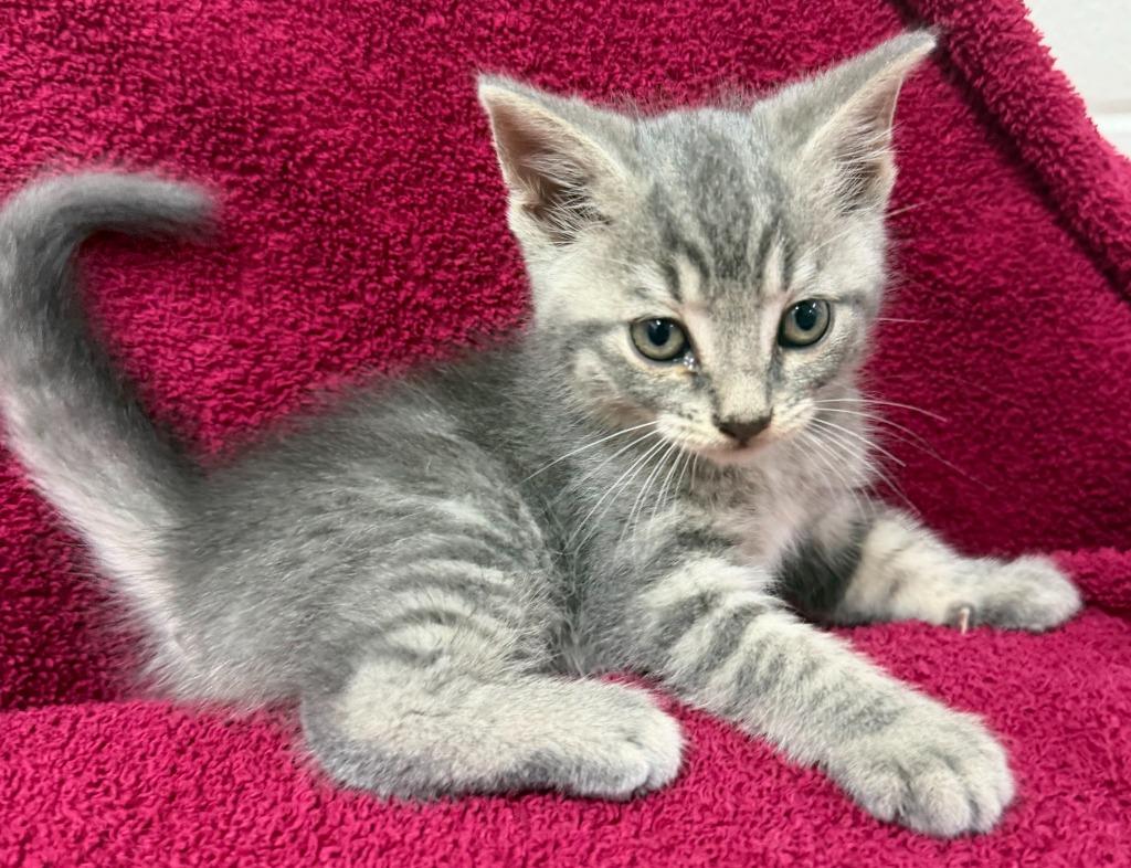 Enlarge Moe, a Adoptable mixed breed in Lagrange, IN image 1/3