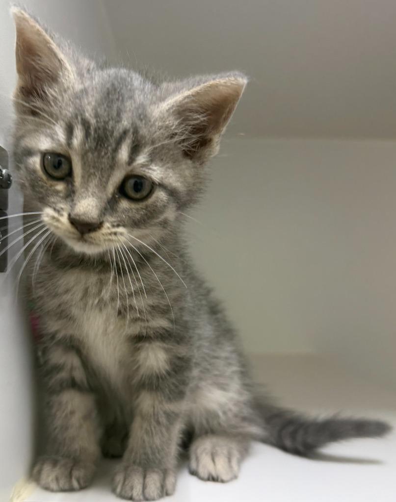 Enlarge Moe, a Adoptable mixed breed in Lagrange, IN image 2/3