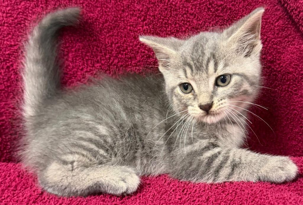 Enlarge Moe, a Adoptable mixed breed in Lagrange, IN image 3/3