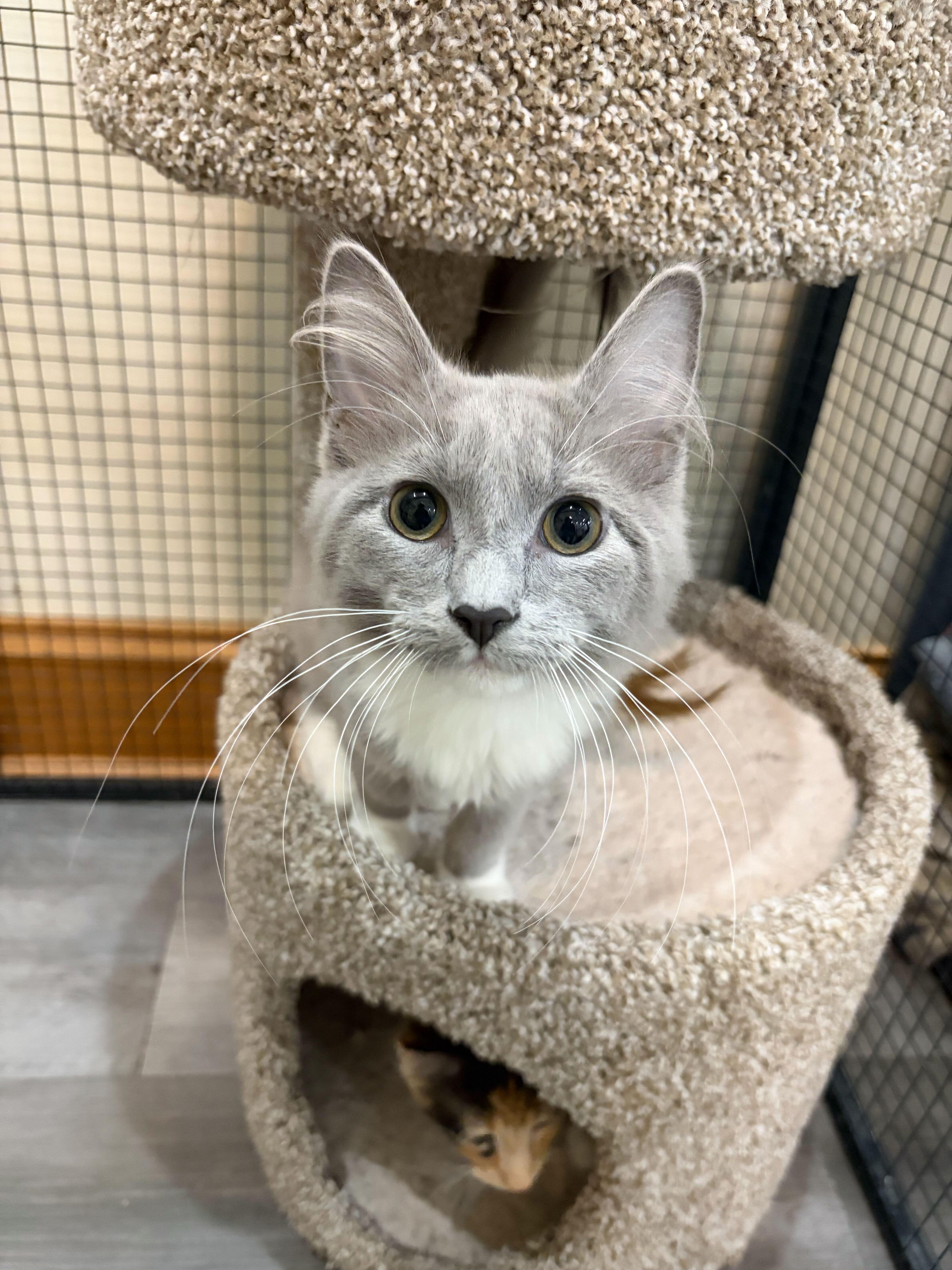 Lemur, adopted, Kitten Male Domestic Medium Hair.
