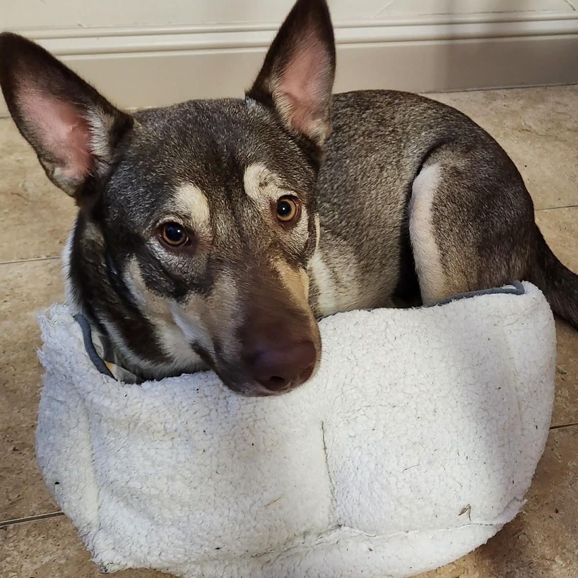 Enlarge Baker (tri-pawed), a ADOPTABLE mixed breed in Plano, TX image 6/6