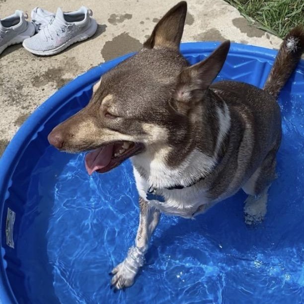 Enlarge Baker (tri-pawed), a ADOPTABLE mixed breed in Plano, TX image 3/5