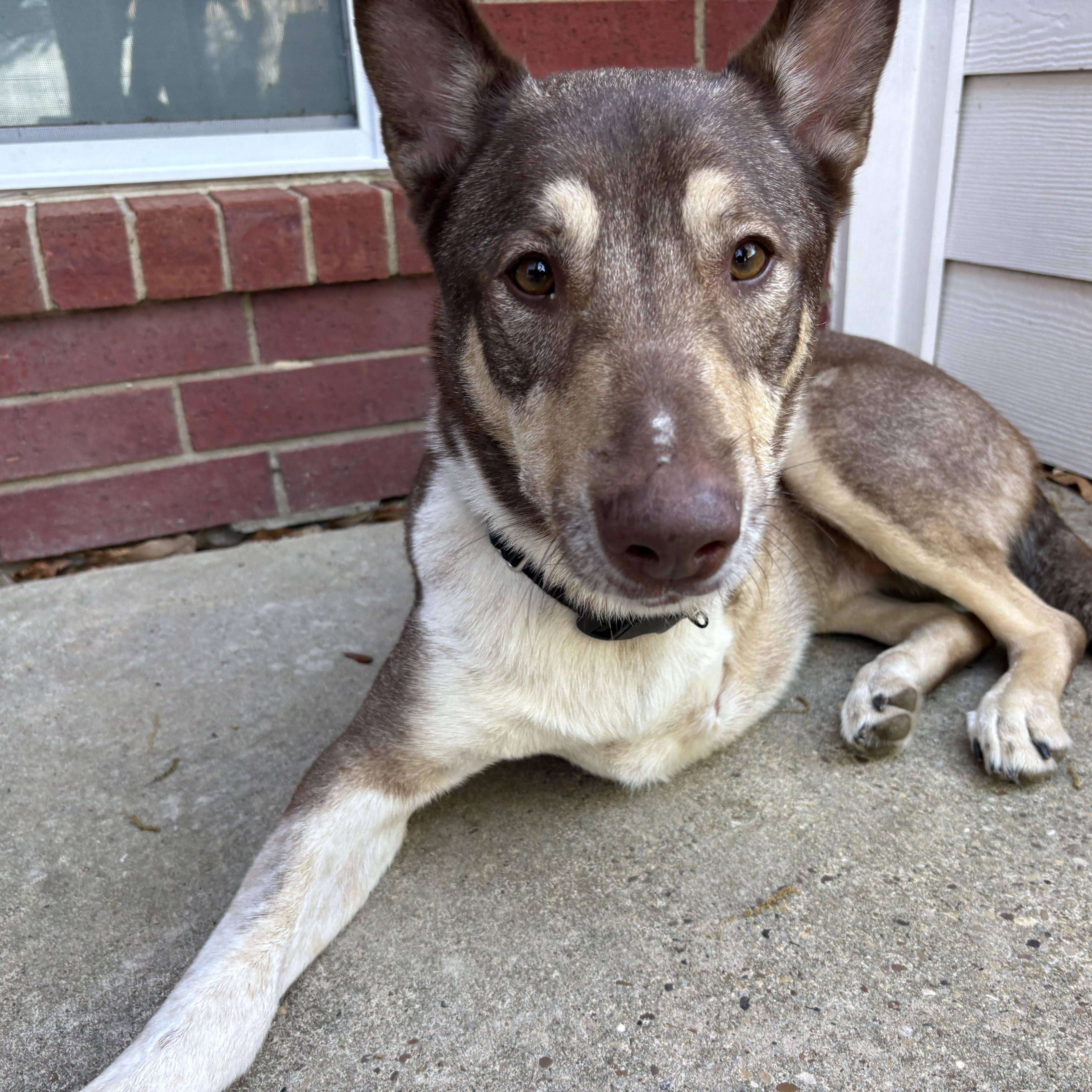 Baker (tri-pawed), ADOPTABLE, Adult Male Australian Cattle Dog / Blue Heeler & Siberian Husky.