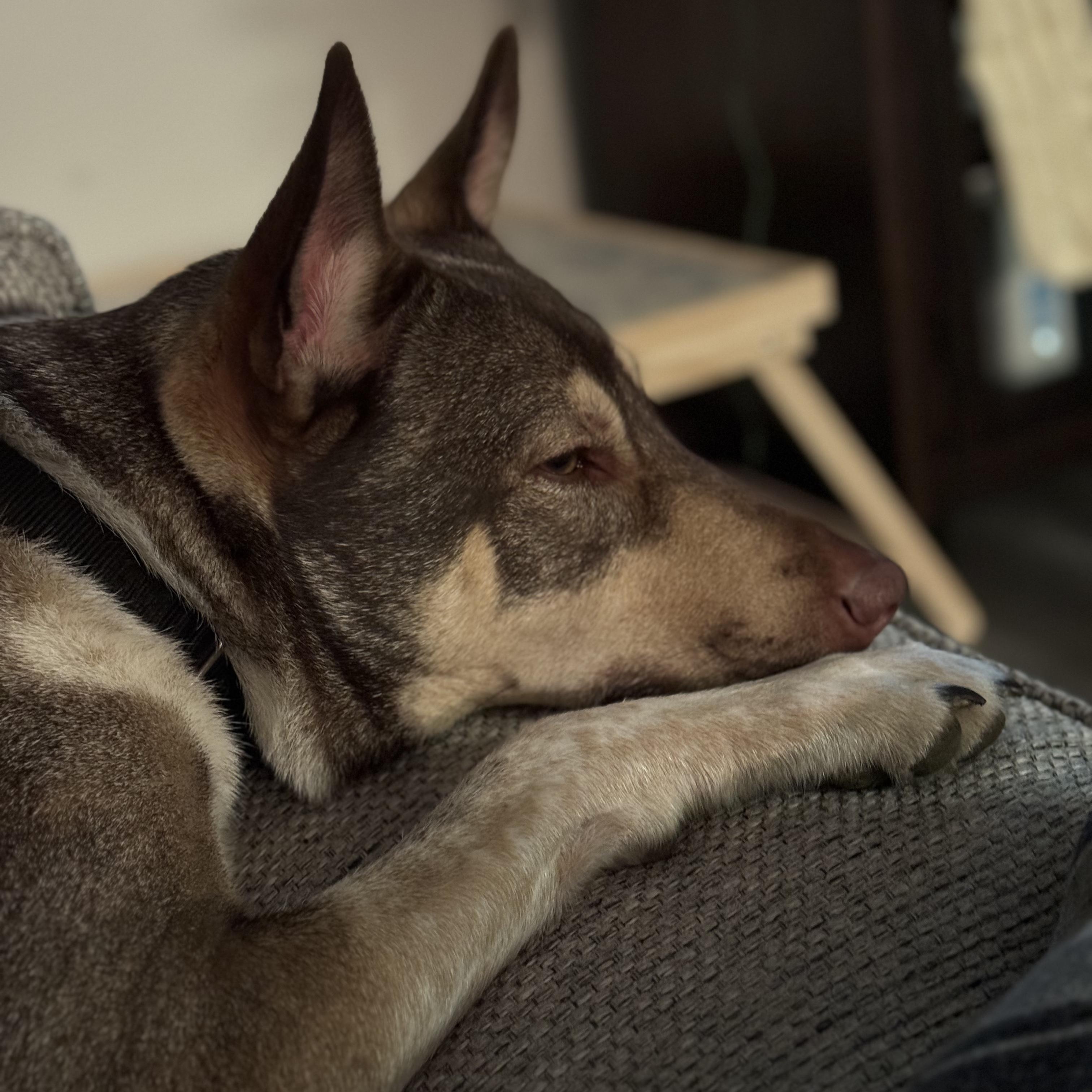 Enlarge Baker (tri-pawed), a ADOPTABLE mixed breed in Plano, TX image 5/5