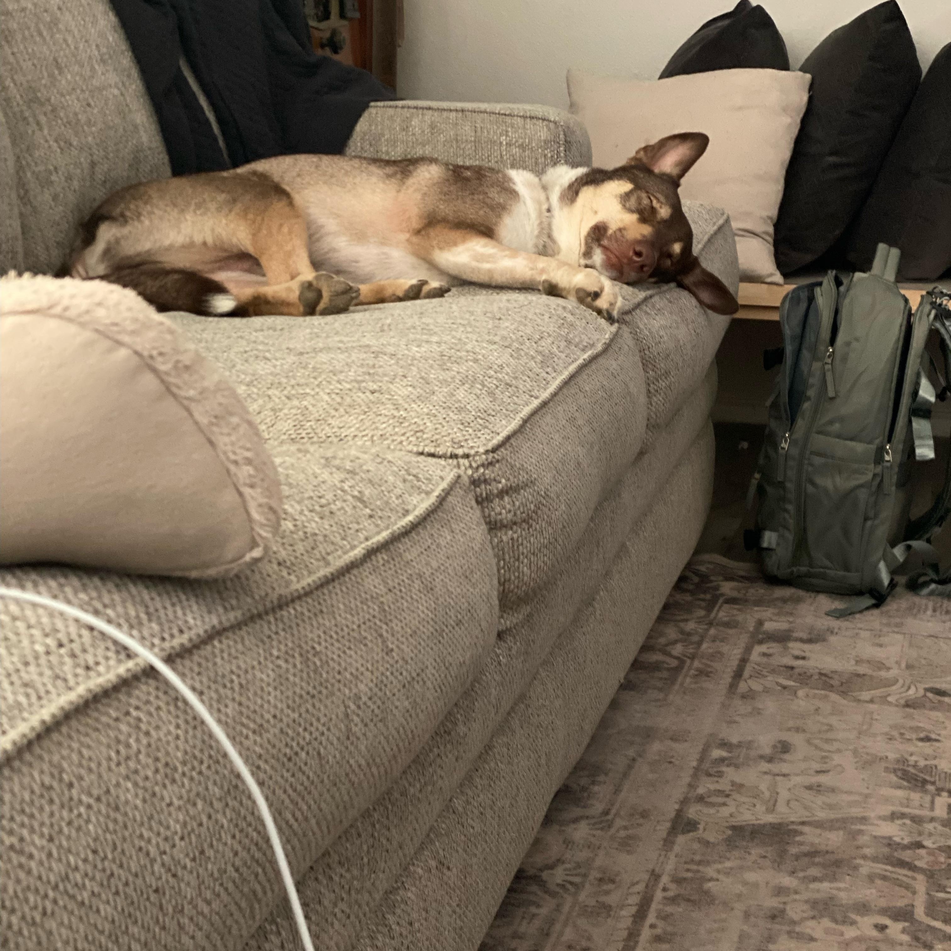 Enlarge Baker (tri-pawed), a ADOPTABLE mixed breed in Plano, TX image 2/5