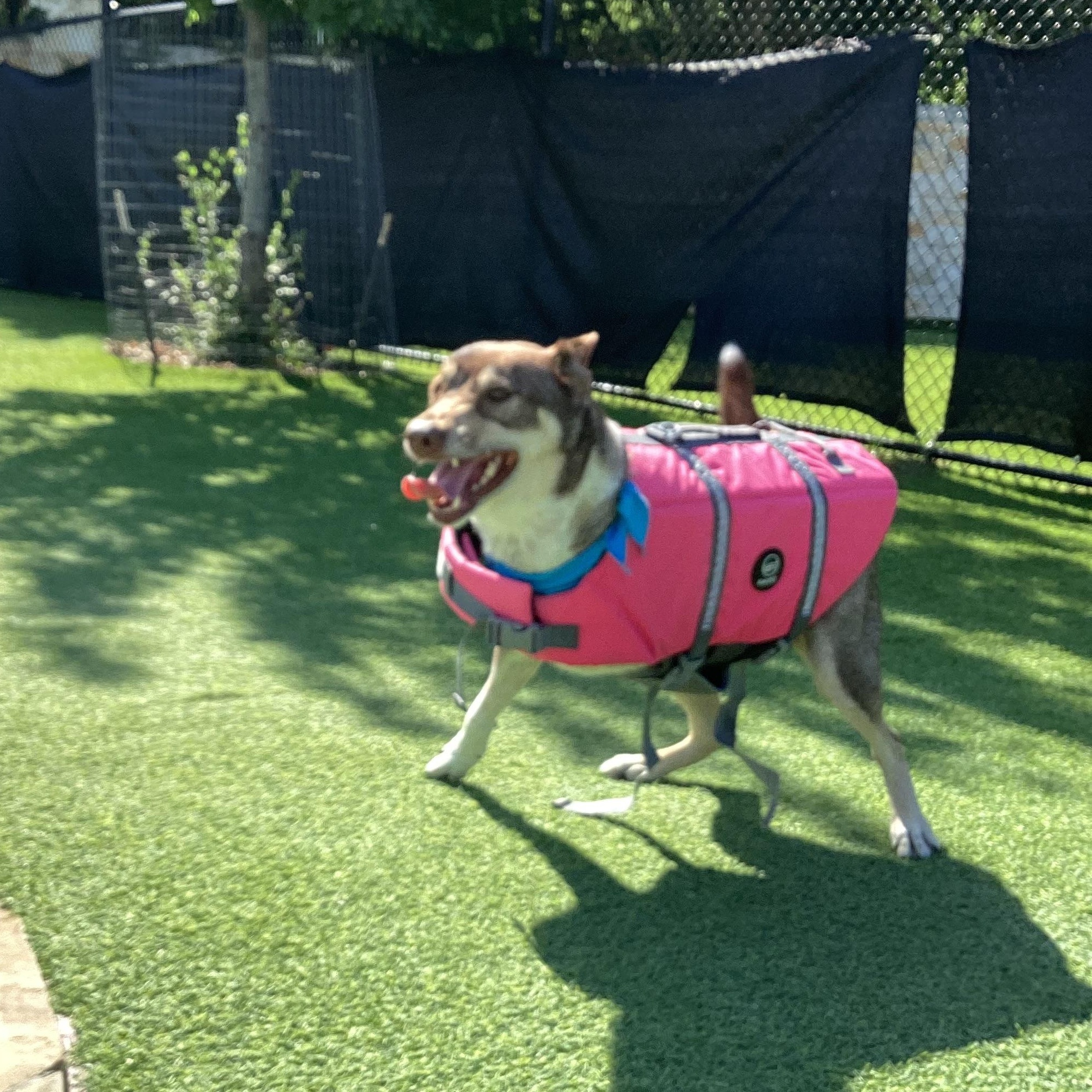 Enlarge Baker (tri-pawed), a ADOPTABLE mixed breed in Plano, TX image 3/6