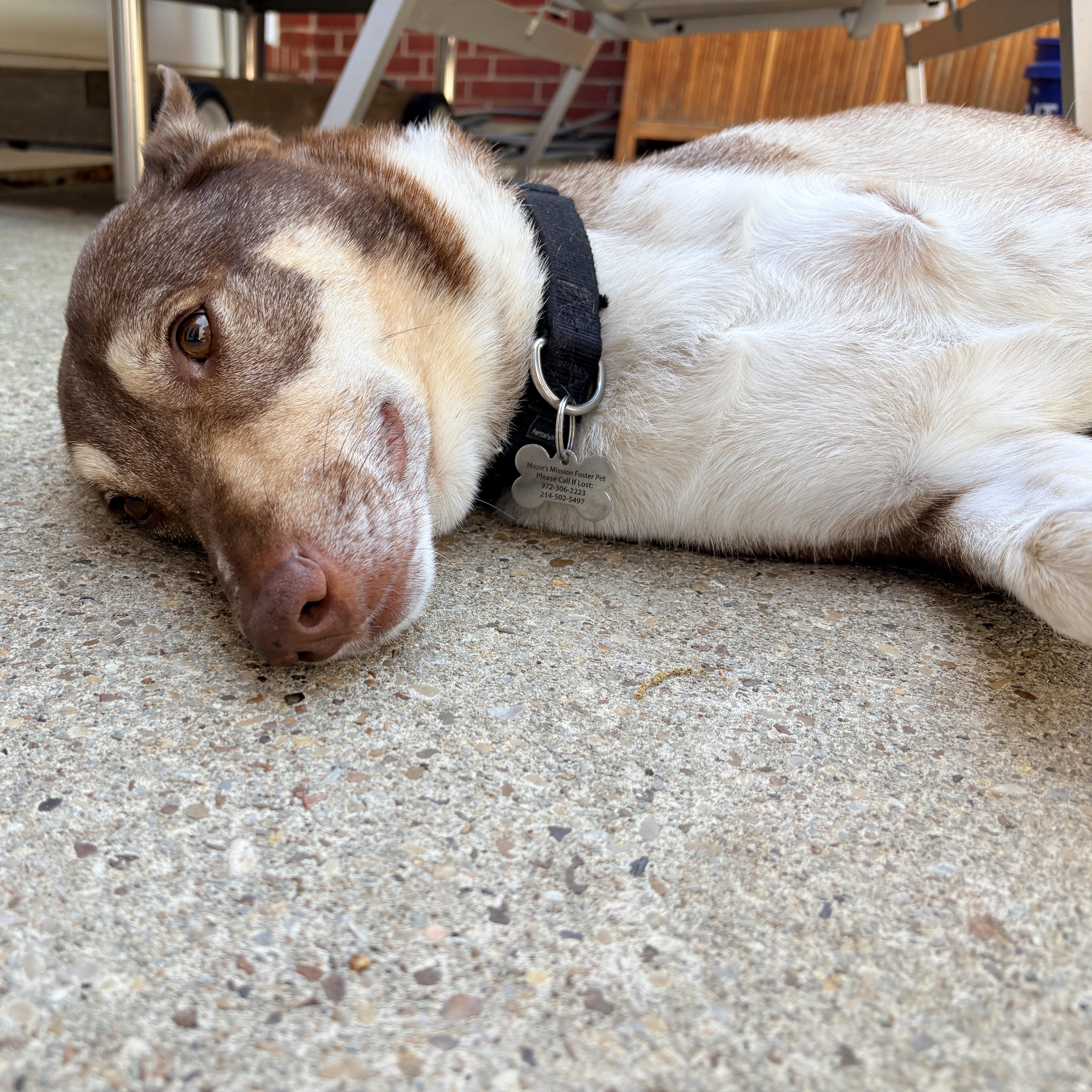 Enlarge Baker (tri-pawed), a ADOPTABLE mixed breed in Plano, TX image 1/5