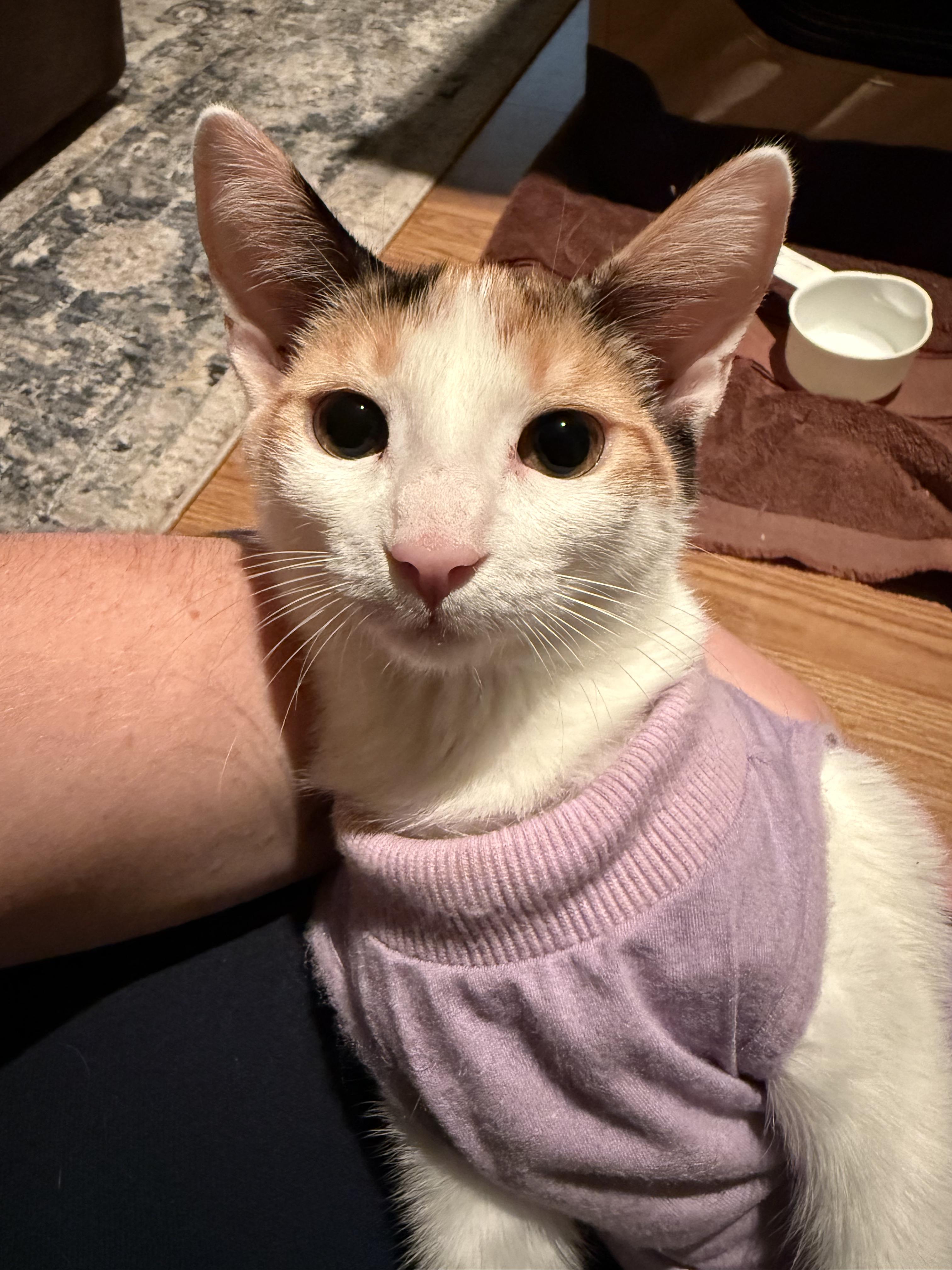 Bongo *6 Month Old Kitten*, Adoptable, Kitten Female Domestic Short Hair.