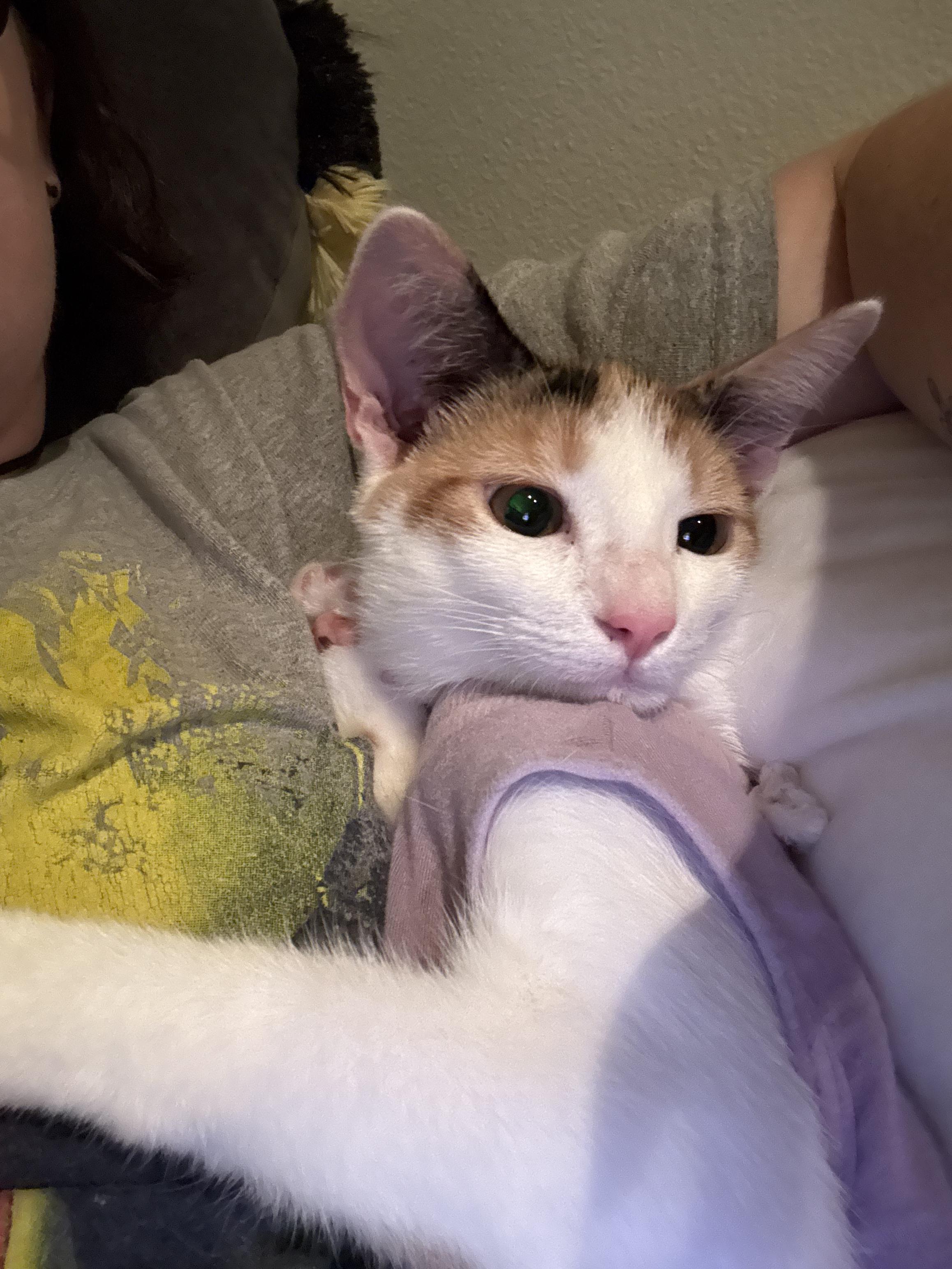 Enlarge Bongo *6 Month Old Kitten*, a Adoptable Domestic Short Hair in Kissimmee, FL image 4/4