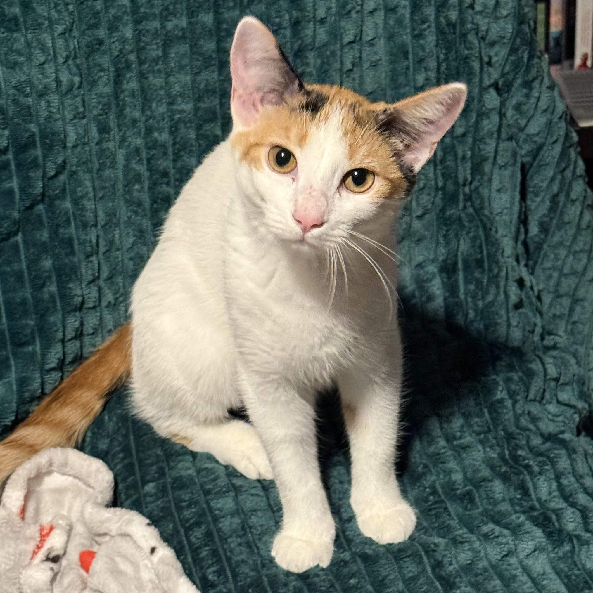 Bongo, Adoptable, Kitten Female Domestic Short Hair.