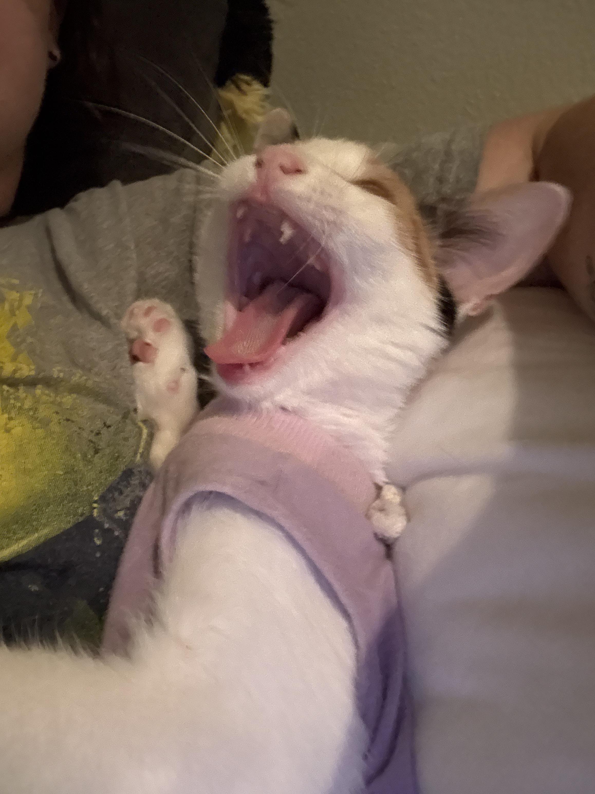 Enlarge Bongo *6 Month Old Kitten*, a Adoptable Domestic Short Hair in Kissimmee, FL image 3/4