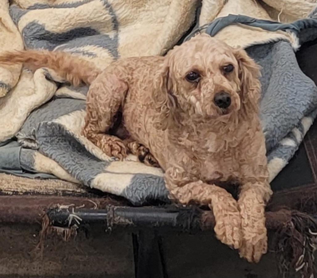 Pixie, Adoptable, Adult Female Poodle.
