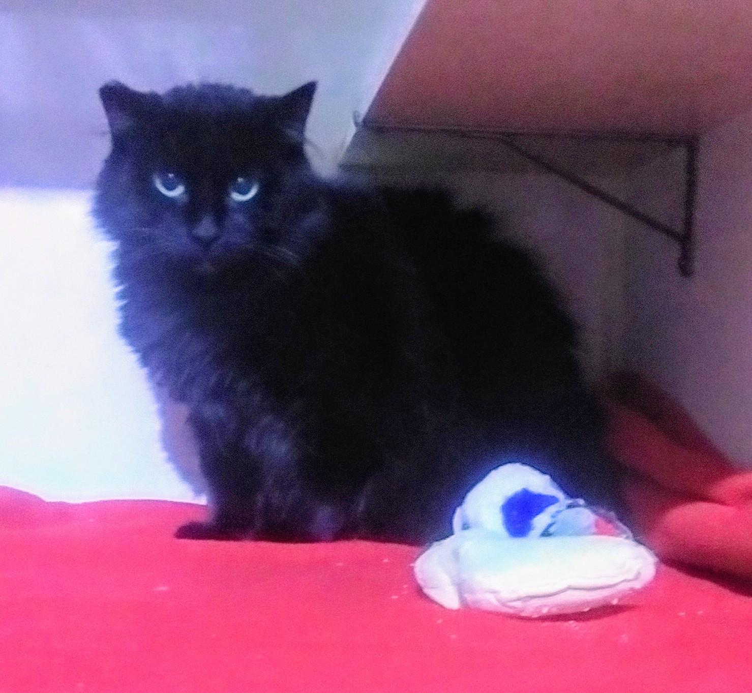 Petra, Adoptable, Adult Female Domestic Medium Hair.