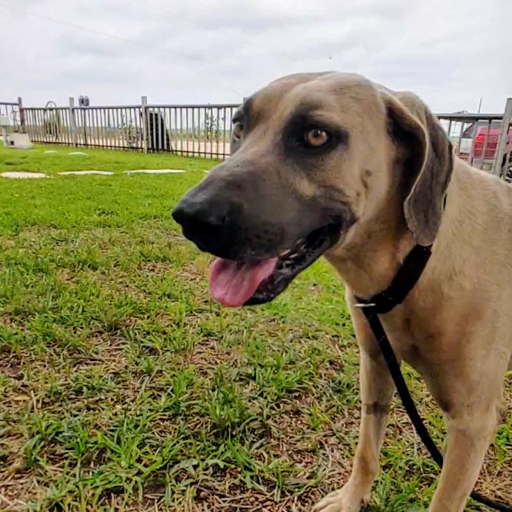 Enlarge Boone, a Adoptable Hound in Seguin, TX image 4/6