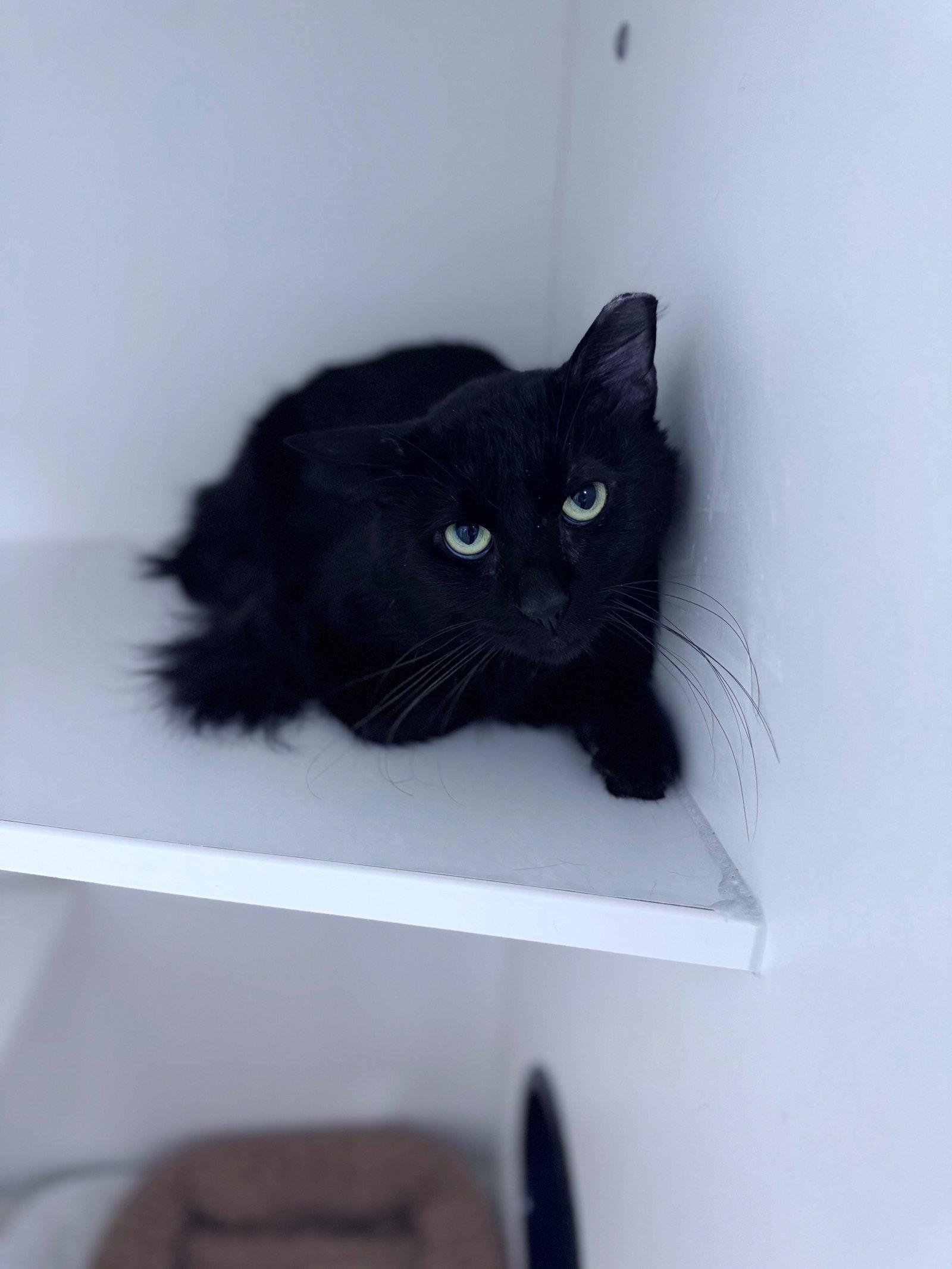 Flynn Rider, Adoptable, Young Male Domestic Short Hair.