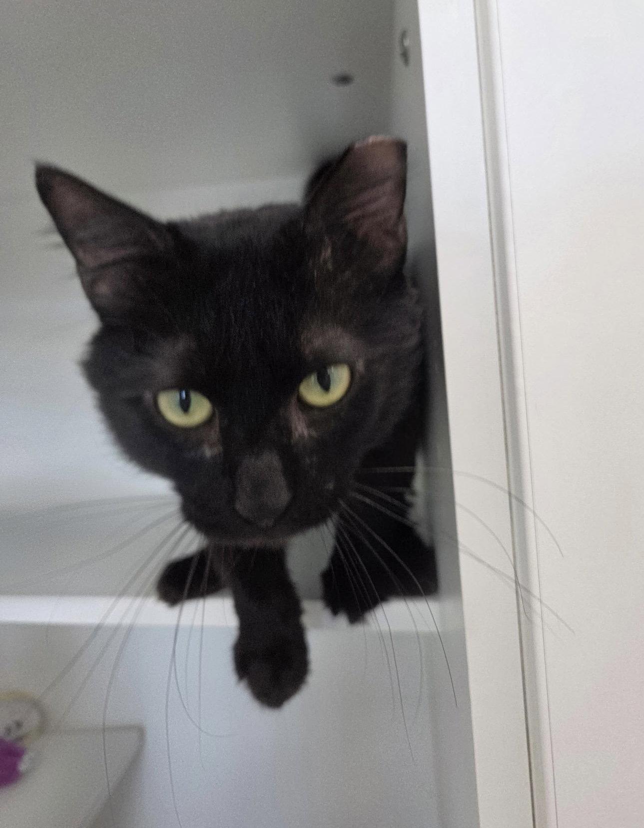 Enlarge Flynn Rider, a Adoptable Domestic Short Hair in Satellite Beach, FL image 2/3