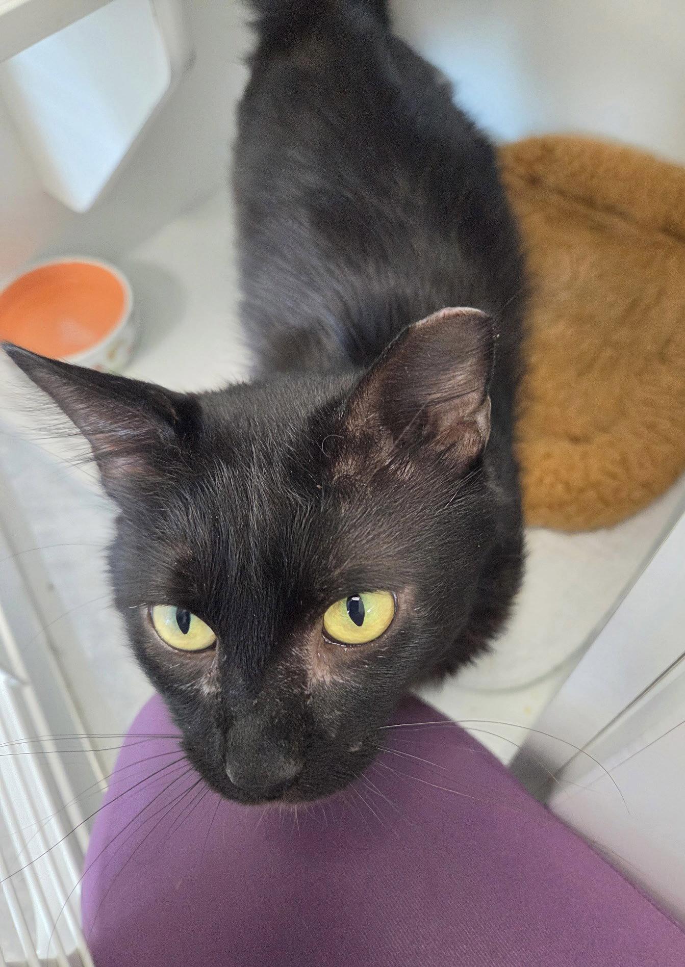 Enlarge Flynn Rider, a Adoptable Domestic Short Hair in Satellite Beach, FL image 3/3