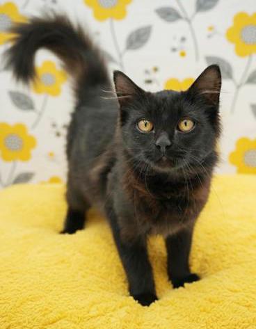 Ms. Meowgic Is Magic