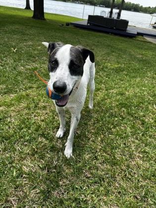 Louise, Adoptable, Adult Female Retriever & Mixed Breed.