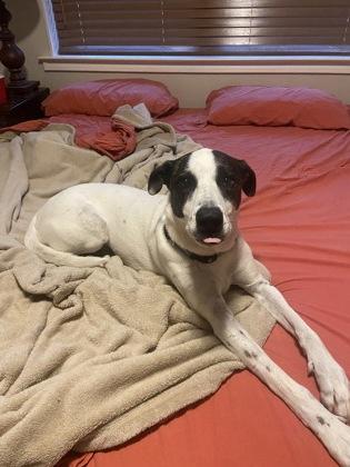 Enlarge Louise, a Adoptable mixed breed in Fort Worth, TX image 3/3