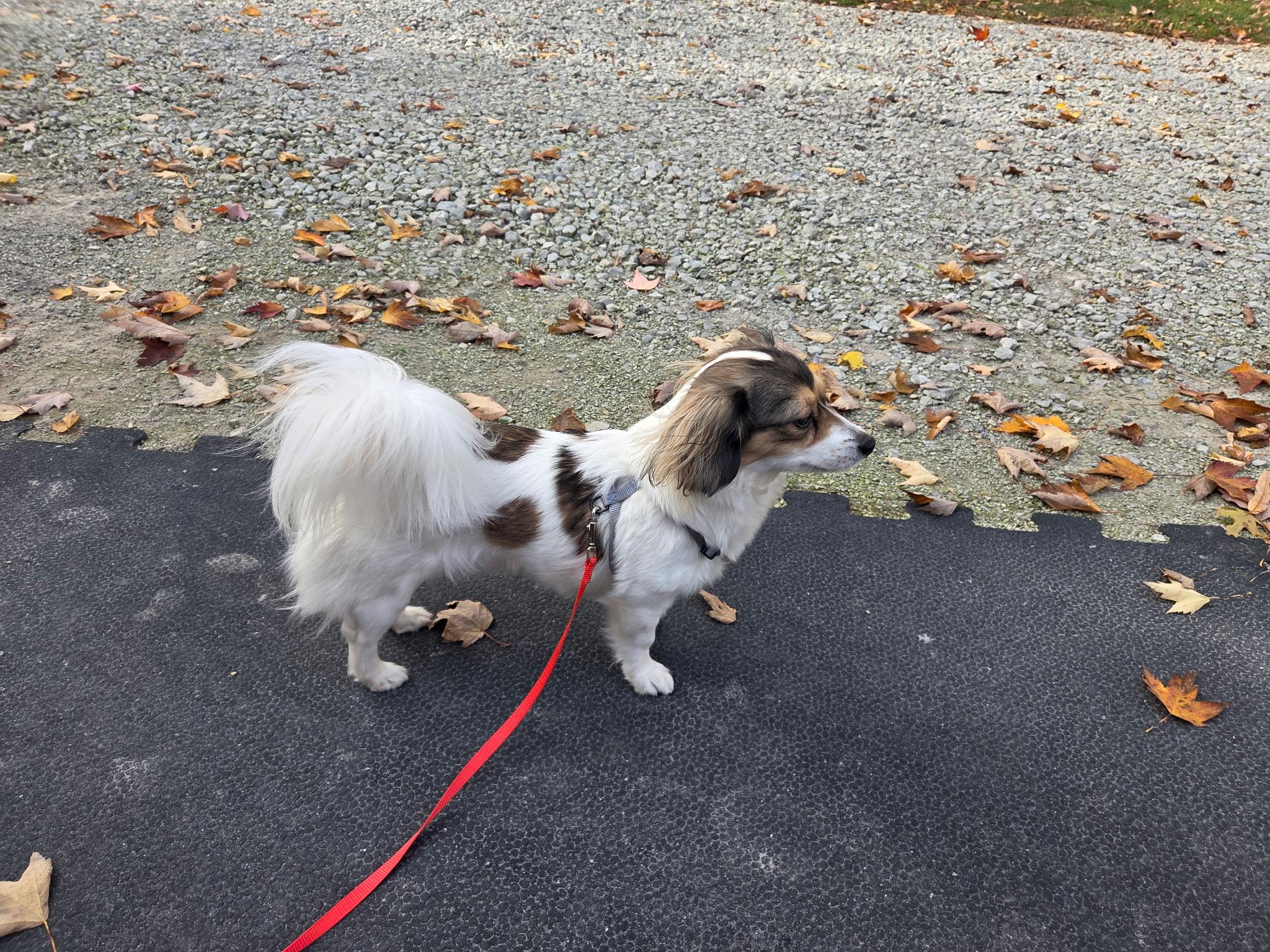 Enlarge Ava- Avacado, an adopted mixed breed in Warsaw, IN image 2/4