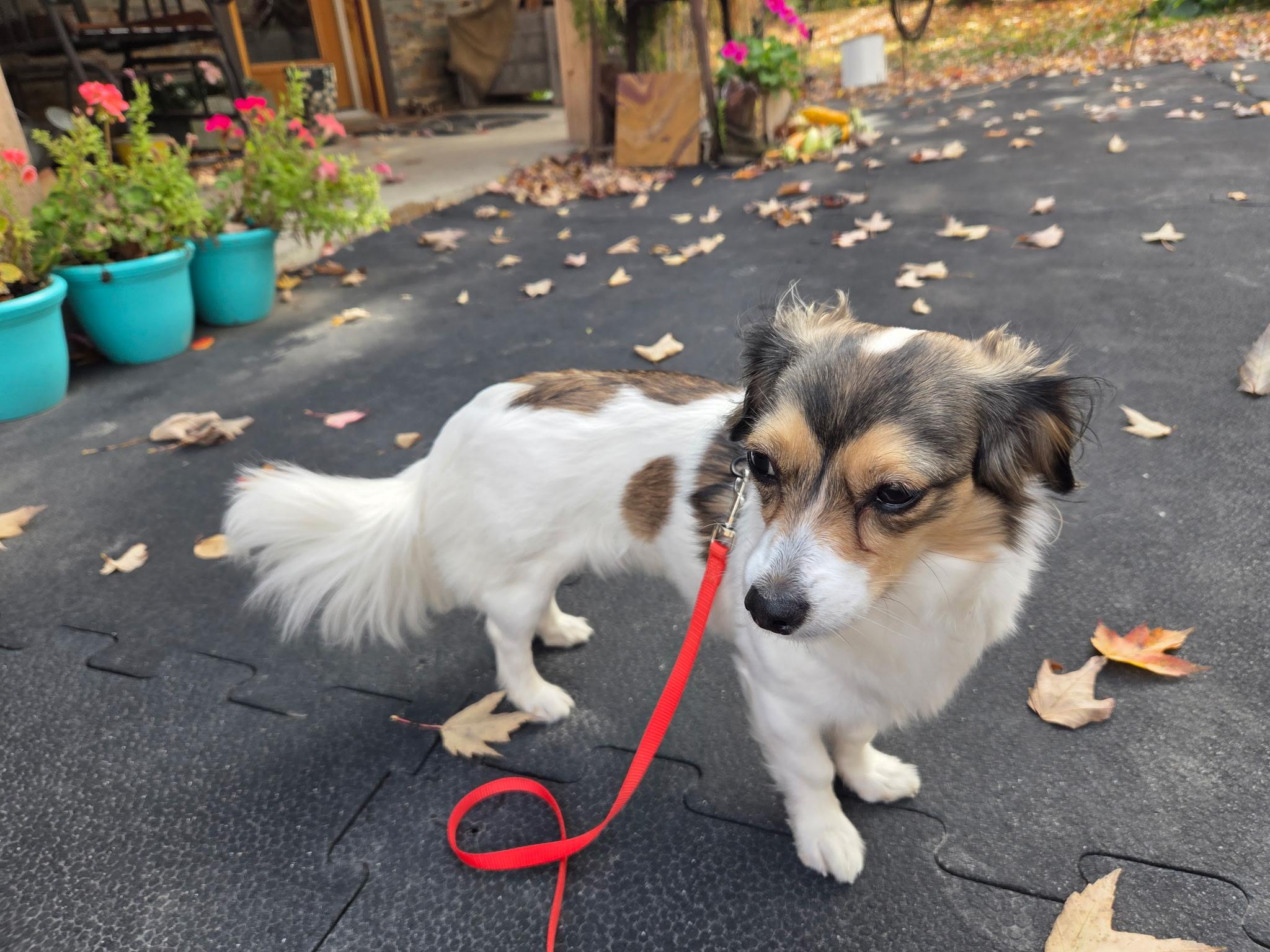 Enlarge Ava- Avacado, an adopted mixed breed in Warsaw, IN image 1/4