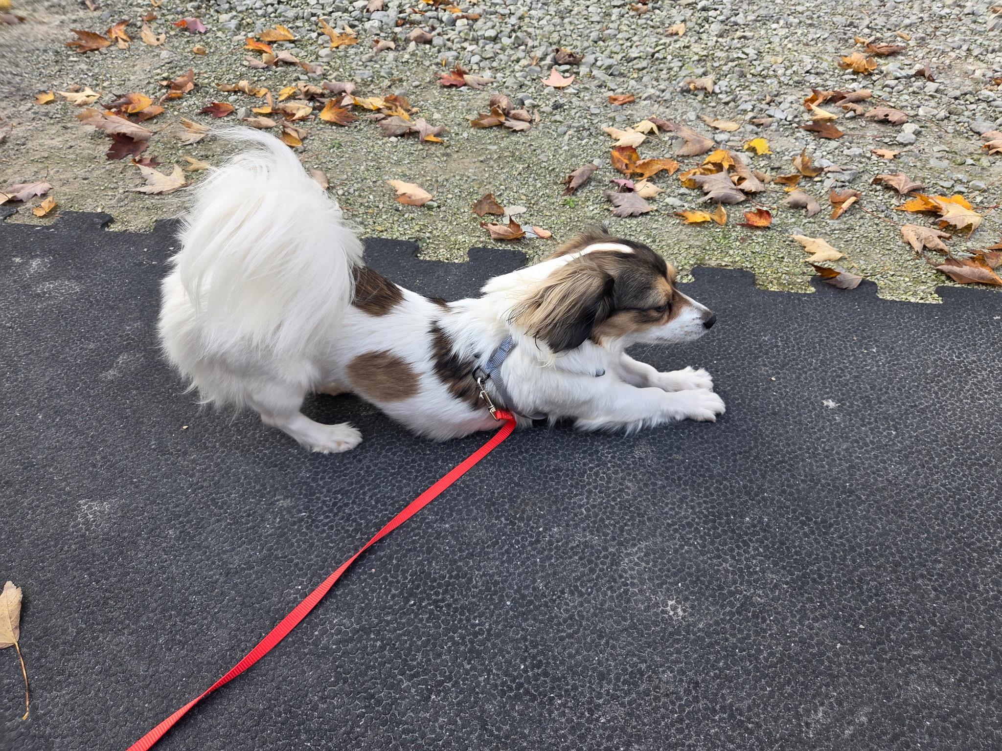 Enlarge Ava- Avacado, an adopted mixed breed in Warsaw, IN image 3/4