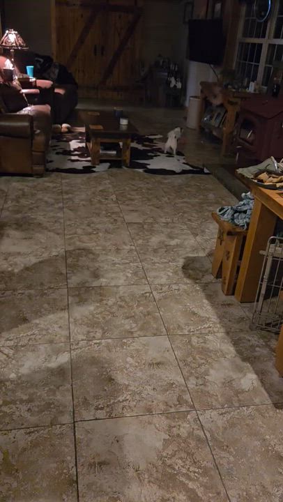 Enlarge Ava- Avacado, an adopted mixed breed in Warsaw, IN video 4/4