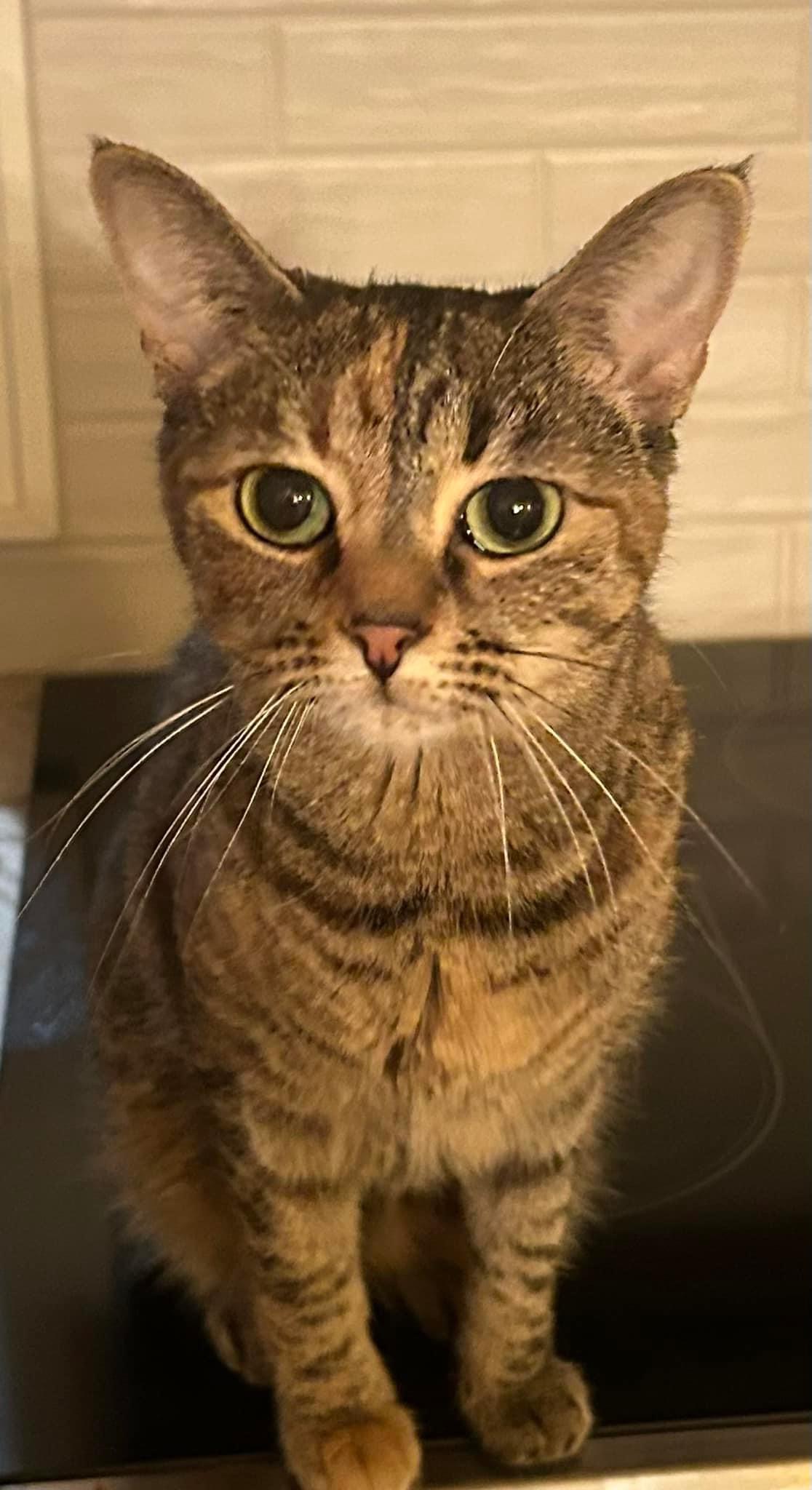 Enlarge Jade, a Adoptable Domestic Short Hair in Newark, NJ image 1/5