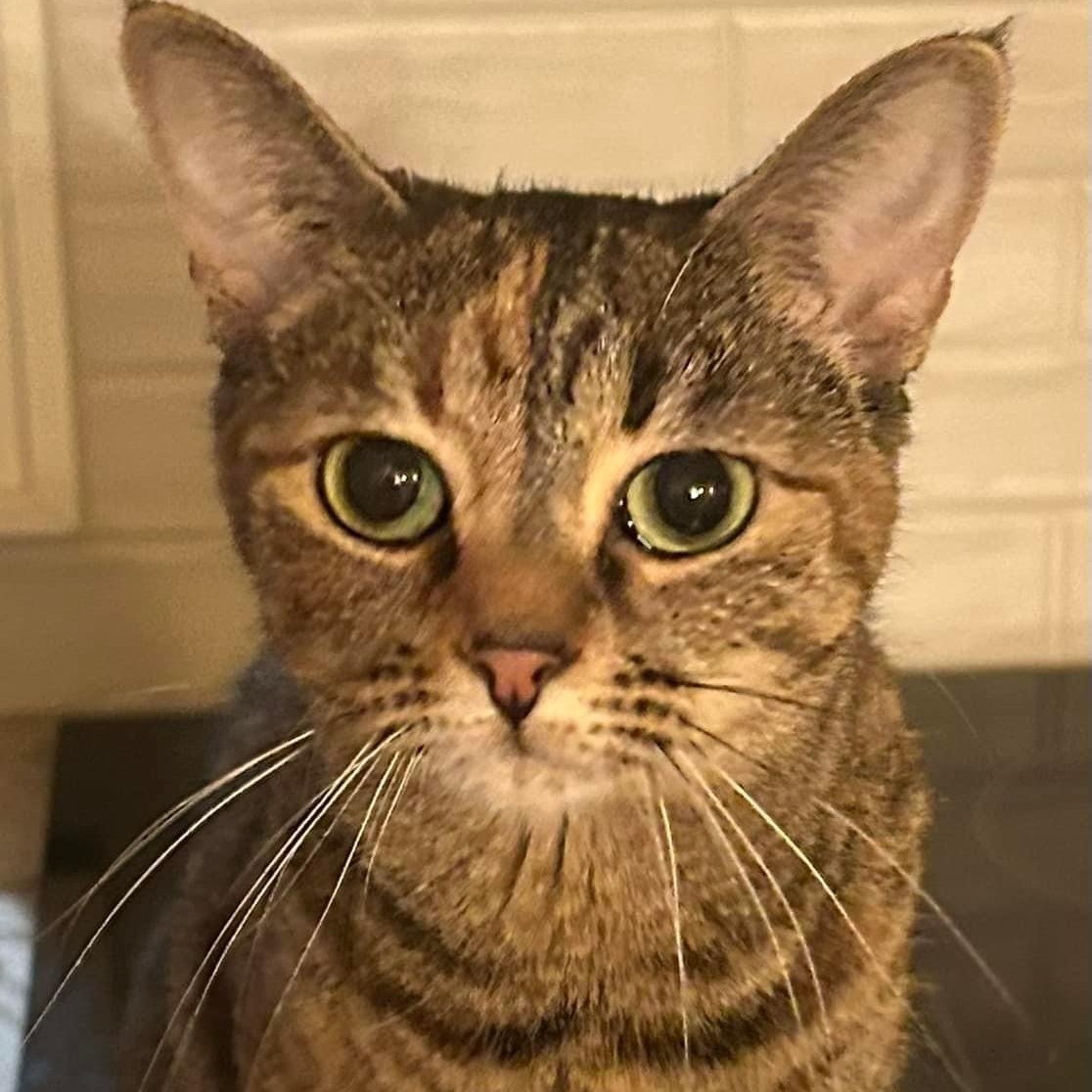Jade, Young Female Domestic Short Hair