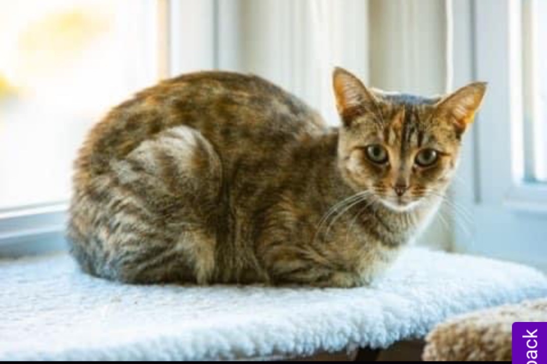 Enlarge Jade, a Adoptable Domestic Short Hair in Newark, NJ image 3/5
