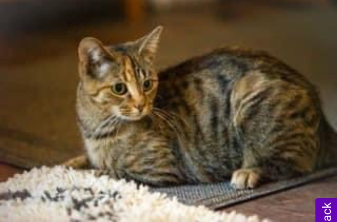 Enlarge Jade, a Adoptable Domestic Short Hair in Newark, NJ image 5/5