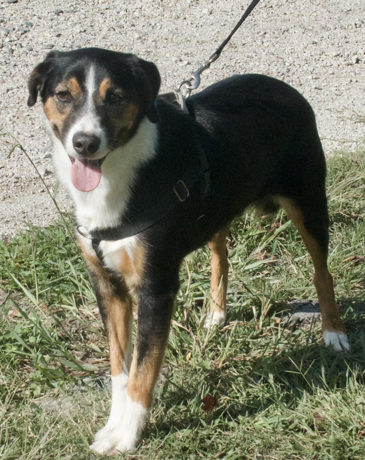 Banjo
