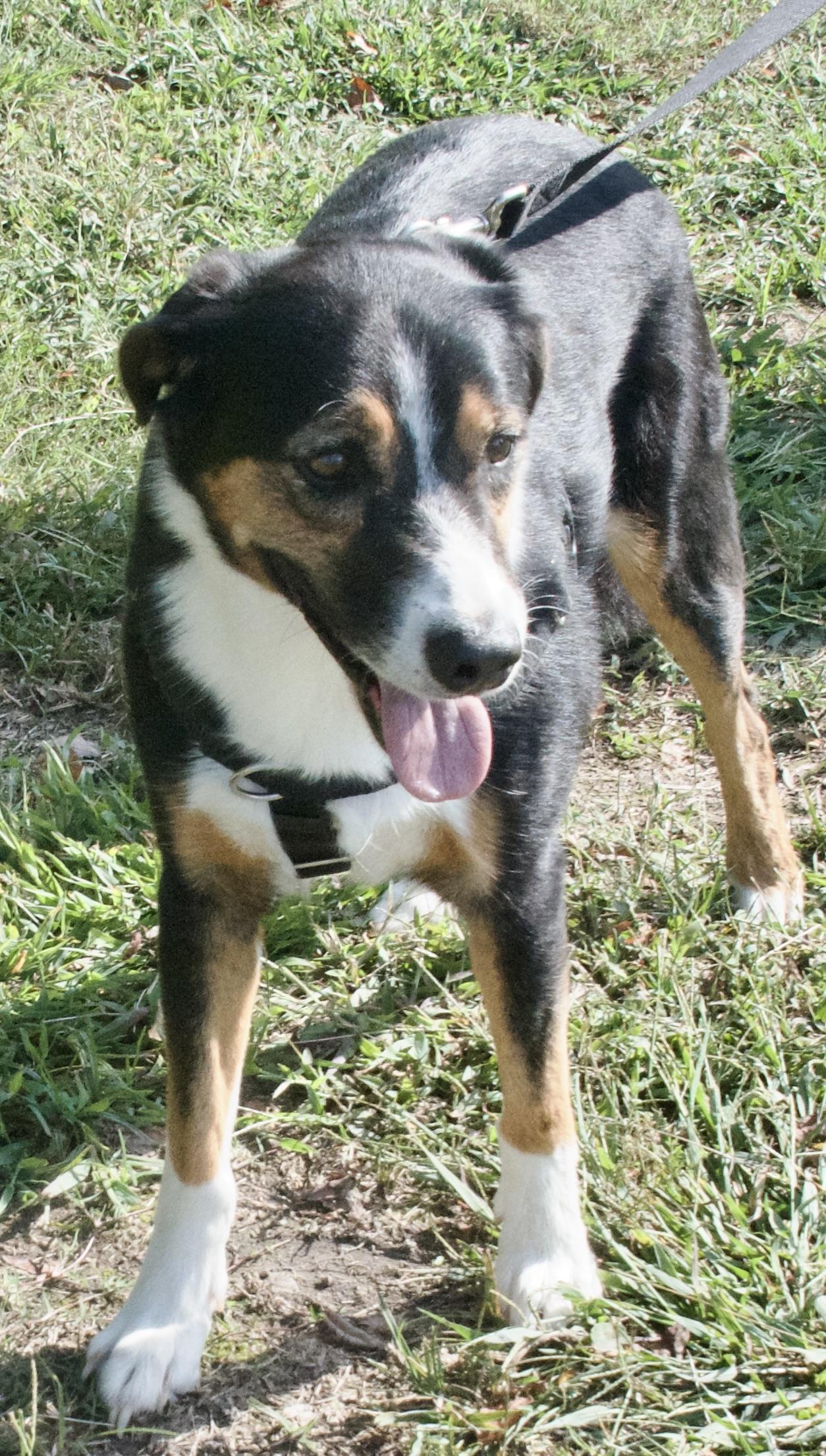 Banjo