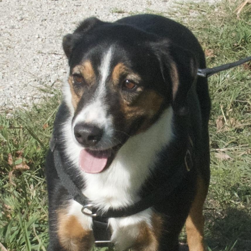 Banjo
